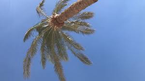 Beautiful palm tree leaves coloring pages with palm tree coloring. Palm Tree Coloring Page Stock Video Footage 4k And Hd Video Clips Shutterstock