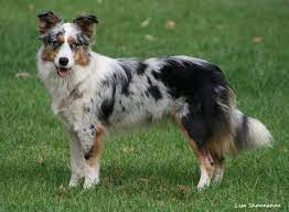 Tri Blue Merle Border Collie Puppies For Sale Zoe Fans Blog Border Collie Colors Collie Puppies For Sale Collie Puppies
