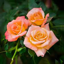 Description, photos, references, ratings, reviews, gardens growing and nurseries selling the 'cutie pie' rose. Cutie Pie Miniature Rose Tree For Sale Online The Tree Center