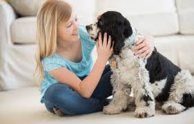 Once the area is dry, mix 2 cups of warm water with 1 cup of clear vinegar and lightly spray the carpet. Cleaning Dog Hair Out Of The Carpet Chem Dry