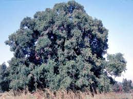 Image result for Ficus persicifolia