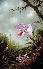 Hummingbird With Cattleya And Dendrobium Orchids Martin Johnson Heade Painting Reproduction Flower Drawing Martin Johnson Heade Martin Johnson