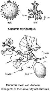 Image result for Cucumis myriocarpus