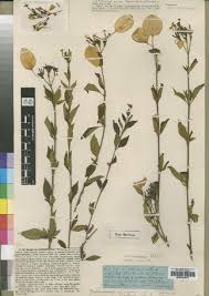 Image result for Blepharispermum pubescens