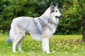 The goals and purposes of this breed standard include on september 29, 1891, the club due chien de berger belge (belgian shepherd dog club) was. Standing By Blackmaster111 On Deviantart Dog Breeds Beautiful Dogs Dogs