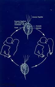 Image result for trichomonas images