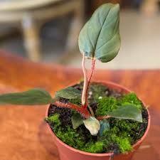 Image result for Filodendron Philodendron