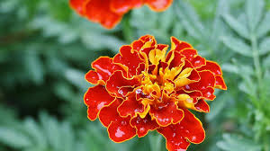 Cut perfect blossoms at their peak; French Marigolds Aren T French And Other Facts About Tagetes Patula Dengarden