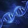 Amoeba sisters alleles and genes worksheet. Dna