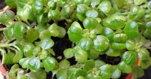 pin on 07 grow