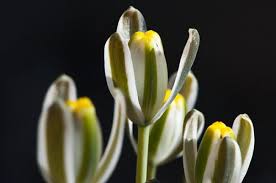 Image result for Albuca setosa