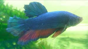 And i have failed with breeding them several times in the past. Kianmeng Org Betta Spawn Log Bsl20180319 Giant Blue Red M X Giant Red S