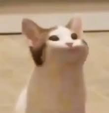Ok this is so silly but if anyone wants a pop cat gif of their sona i can make one like this for $10usd,,, i can also make them faster owo. Pop Cat Know Your Meme