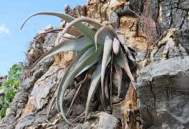 Image result for Aloe carnea