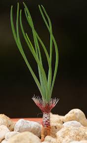 Image result for Gethyllis