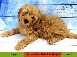 F1b doodles are 75% poodle making this third generation a wonderful family member with no to low shedding! F1b Mini Goldendoodle Dog Male Red 3079728 Petland Pets Puppies Chicago Illinois