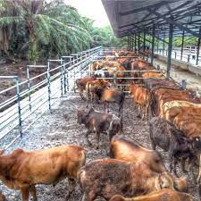 Hujan sudah turun dari petang kelmarin, menjirus sesekali dahulu kala antara temasya yang menjadi permainan adalah temasya laga lembu. Chidas Agro Farm Home Facebook