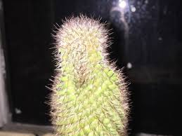 This is a clever workaround for that, which would be useful in a lot of farms/traps/etc. Cactus Deflating After Planting In 100 Pumice