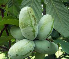 Zlking 5pcs durian tree delicious king of fruit fruit outdoor rare plants funny bonsai: What S A Paw Paw Tree Southern Living