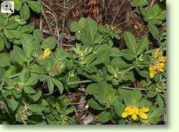 Mehrjährig, winterharte frühlingsblumen (stauden) sonstiges: Hornklee Heilpflanzen Heilkrauter