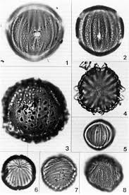 Image result for Hygrophila pobeguinii