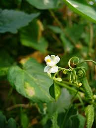 Image result for Cardiospermum corindum