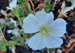 Image result for Monsonia glauca