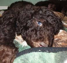 View photos and find the dog of your dreams today. F1b Labradoodle Puppies For Sale California The Y Guide