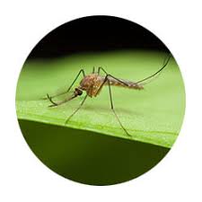 Welcome to spring touch lawn and pest control. Lonsdale Mn Pest Control Spring Touch Lawn First Application Free