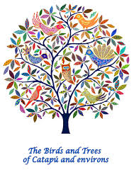 Image result for Mildbraedia carpinifolia