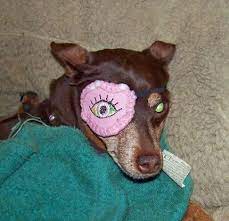 Dog Or Human Eye Patch Custom Made Etsy My Animal Eyepatch Furry Friend