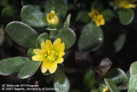 Image result for Portulaca oleracea