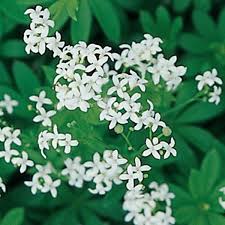 Image result for Galium