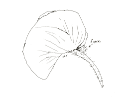 Image result for Acalypha pubiflora