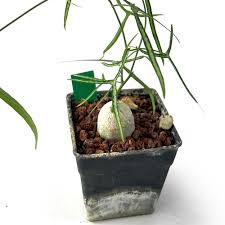 Image result for Adenia kirkii