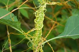 Image result for Cuscuta kilimanjari