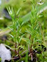 Image result for Kyllinga merxmuelleri