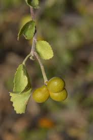 Image result for Grewia praecox