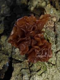 Leading jelly fungus sellers bring them to you right from farmers. Jelly Fungus Project Noah