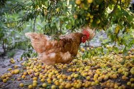 Oświadczenie w sprawie nieudolnego ataku na Schronisko w Korabiewicach