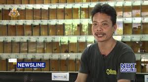 Thai Betta From Phitsanulok Farm Youtube