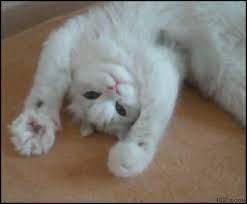 Tgic Finally After All The Waiting It S Caturday Today 15 Cat Gifs Happy Birthday Cat Cute Animal Videos Funny Cat Memes