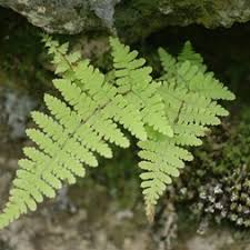 Image result for Woodsiaceae