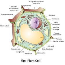 The plant cell can also be larger than the animal cell. Plant And Animal Cell Important For Competitive Exam 2021