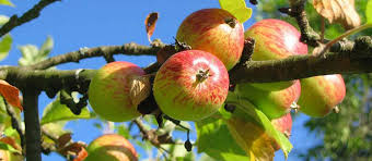 Pruning after the onset of new growth can limit the plant's bloom potential for the year. When And Why To Prune Fruit Trees In Central Nj Pa Organic Plant Care Llc Organic Lawn Plant Health Service In Hunterdon Morris Somerset Union Counties Nj And Bucks