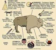 Indian Uses Of The Buffalo Native American Studies Native American History Native Americans Unit