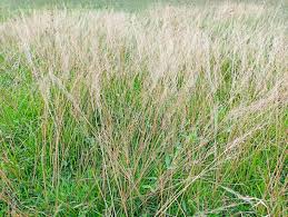 Image result for Arundinella