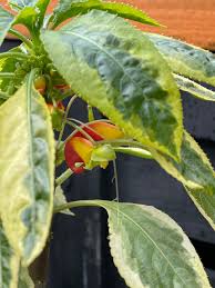 Image result for Impatiens niamniamensis