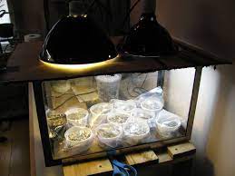 The best light for a cactus. Raising Cactus From Seed On Line Guide To The Positive Identification Of Members Of The Cactus Family