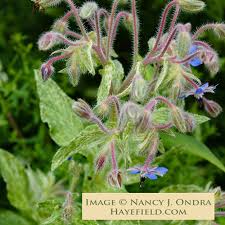 Image result for Borago officinalis